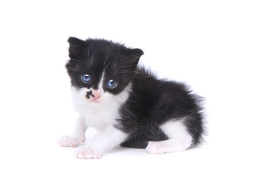 Adorable Baby Tuxedo Style Kitten On White Background