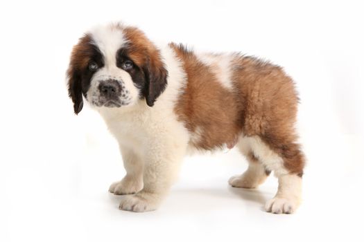Droopy Saint Bernard Puppy Looking at the Viewer on White Background