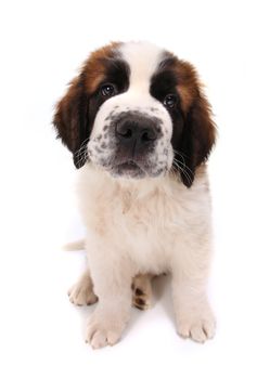 Saint Bernard Puppy Closeup With Sad Heartwrenching Eyes on White Background