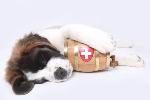 Saint Bernard puppy with a rescue barrel around the neck