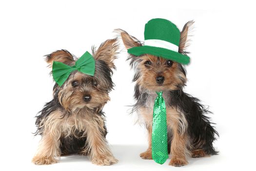 Adorable Yorkshire Terrier Puppies Celebrating Saint Patricks Day