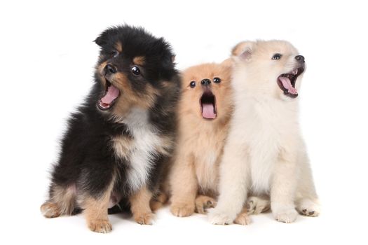 Three Howling Singing Pomeranian Puppies on White Background