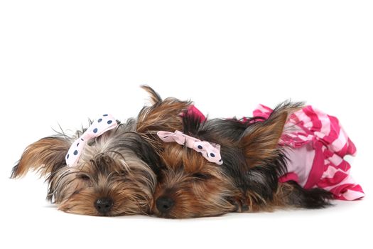 Cute Yorkshire Terrier Puppies Dressed up in Pink