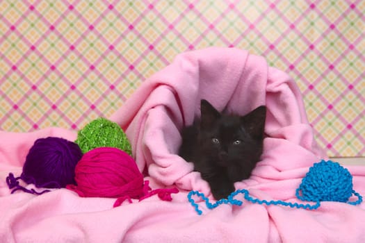 Cute Black Kitten in a Basket With Yarn