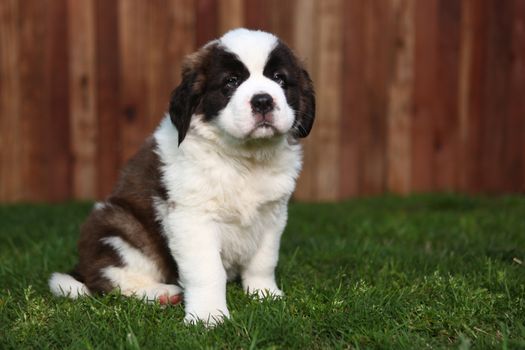 Cute and Adorable Saint Bernard Pup