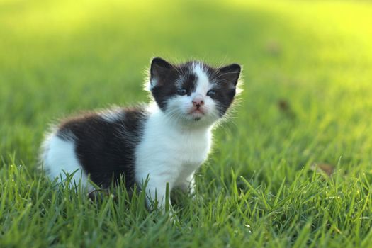 Adorable Baby Kitten Outdoors in Grass