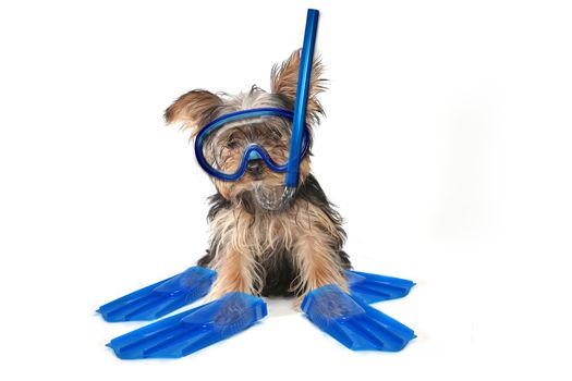 Fun Beach Themed Yorkshire Terrier Perfect for Calendars 
