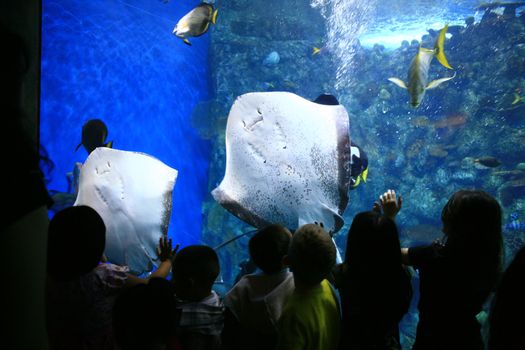 Underwater Image of Sting Rays in a Giant Aquarium