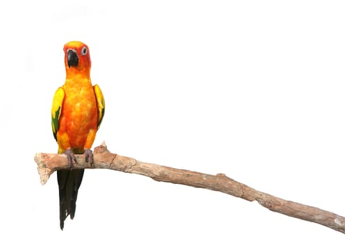 Sun Conure Parrot on a Branch With Copy Space on White Background for Easy Extraction