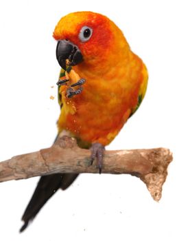 Sun Conure Eating a Cracker Snack With Extreme Depth Of Field. Sharp Focus on the Eyes.