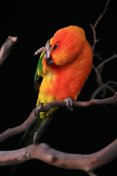 Sun Conure Parrot Preening Her Feathers