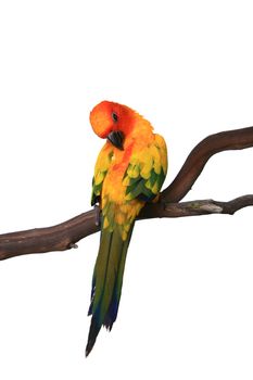 Sun Conure Preening on a Tree Branch o White Background