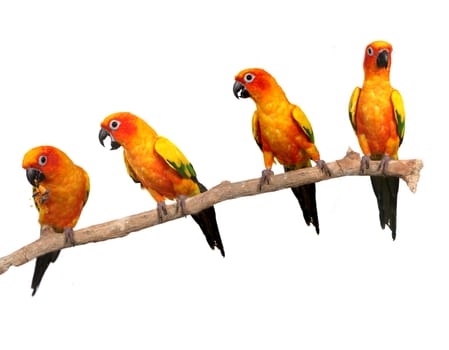 Multiple Sun Conure Parrots on a Perch on White Background