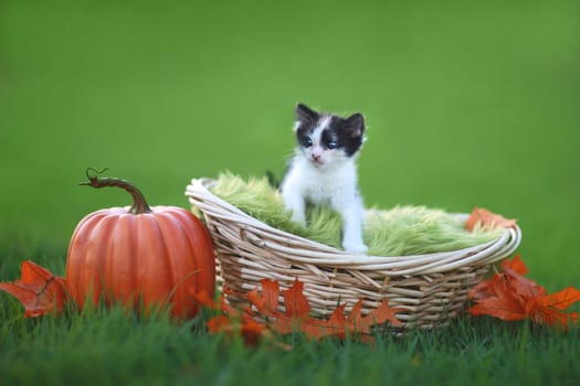 Adorable Baby Kitten Outdoors in Grass With Pumpkin
