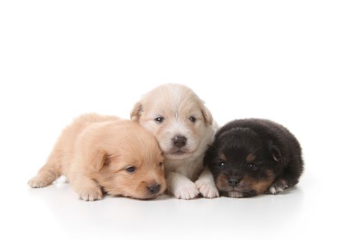 Tired Sweet and Cuddly Pomeranian Newborn Puppies
