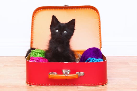 Adorable Kitten in a Case Filled with Yarn
