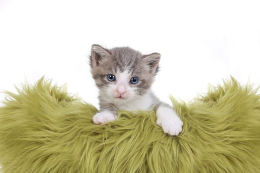 Cute Little Kitten Portrait in Studio on White Background