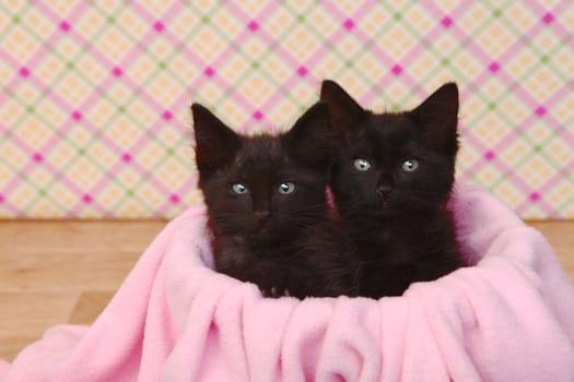Two Cute Black Kittens on Pink Pretty Background