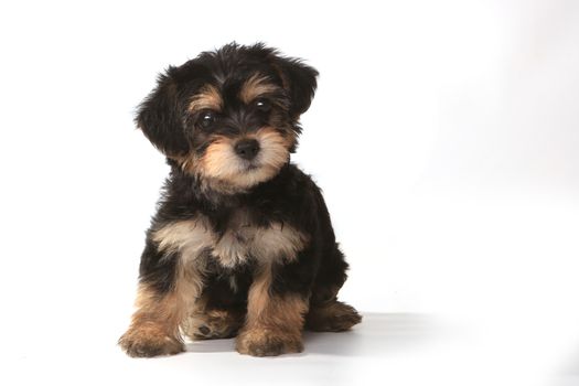Miniature Teacup Yorkie Puppy on White Background