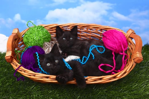 Cute Playful Kittens in a Basket of Yarn