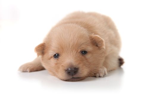Tan Colored Pomeranian Newborn Puppy Looking at the Viewer