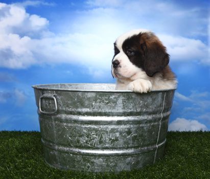 Cute and Adorable Saint Bernard Pup With Copy Space for Text