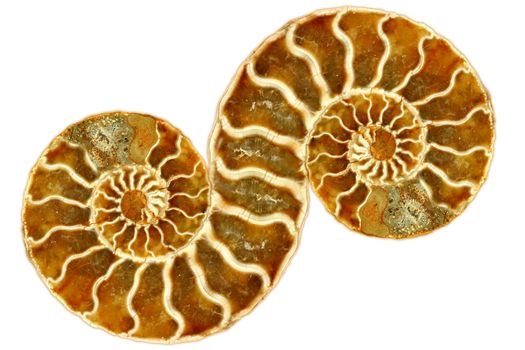 Artistic Symetrical Fossil Nautilus Isolated on White