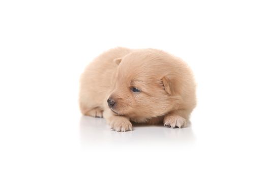 Tan Colored Pomeranian Newborn Puppy Looking Sideways on White