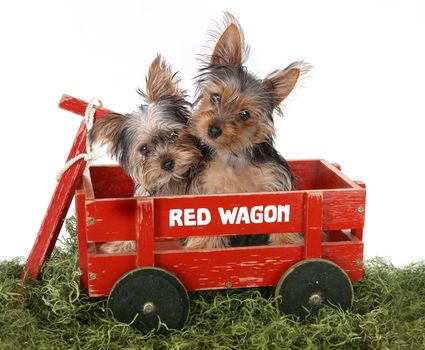 Adorable Yorkshire Terrier Puppies in a Wagon