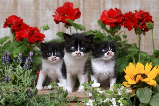 Adorable 3 week old Baby Kittens in a Garden Setting