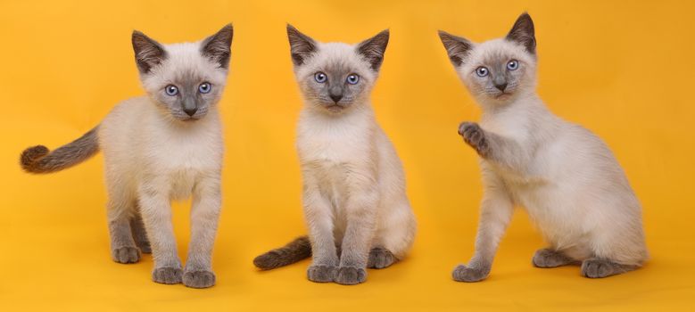 Cute Siamese Kittens on Bright Yellow Colorful Background
