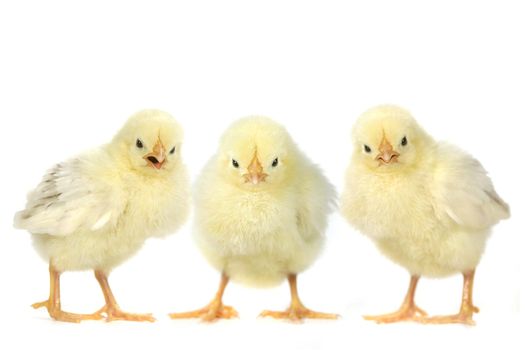 Three Angry Baby Chicks on White Background