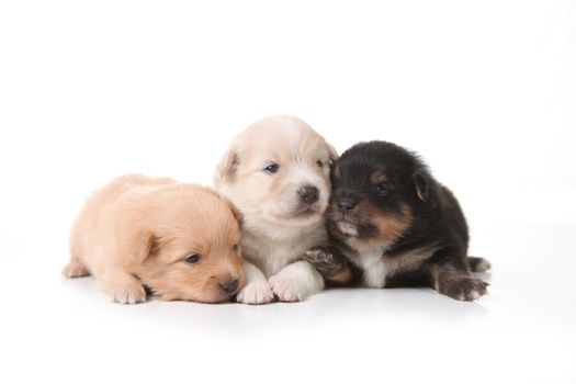 Three Pomeranian Newborn Puppies on White in a Line 