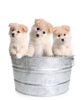 Cute Puppies in an Old Silver Washtub on White Background