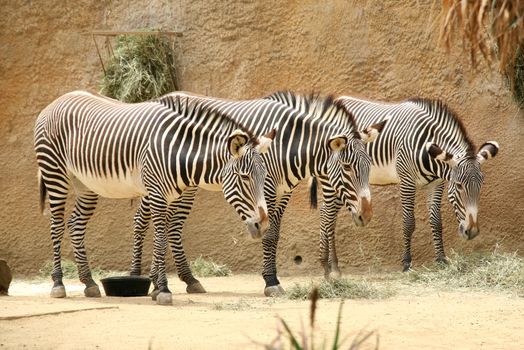 Three Zebras Lined Up Eating Their Meal