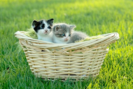 Cute Little Kittens Outdoors in Natural Light