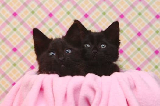 Two Cute Black Kittens on Pink Pretty Background