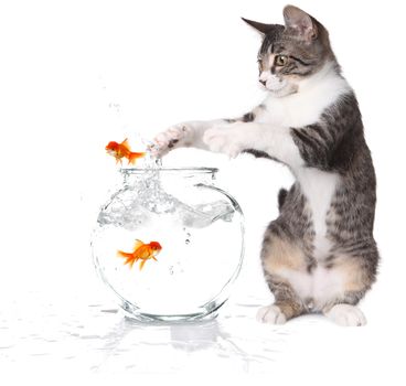 Kitten Trying to Catch Jumping Goldfish on White Background