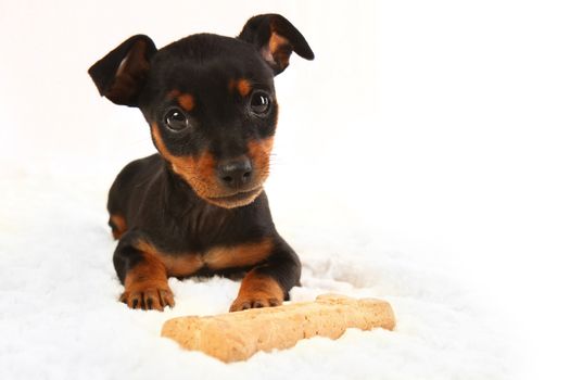 Adorable Miniature Doberman Toy Pinsher Puppy Dog on White Background. Focus is on Eyes.