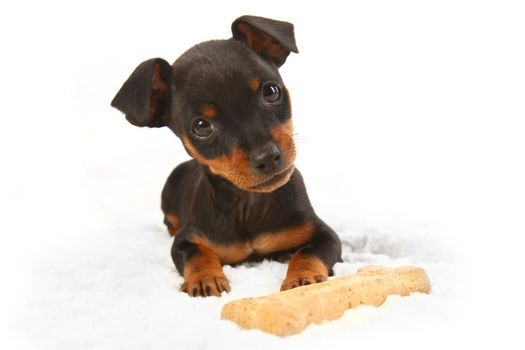 Adorable Miniature Doberman Toy Pinsher Puppy Dog on White Background