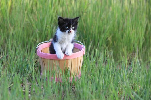 Adorable Kitten Outdoors in Green Tall Grass on a Sunny Day