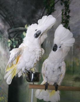Two Cockatoos Being Cocky