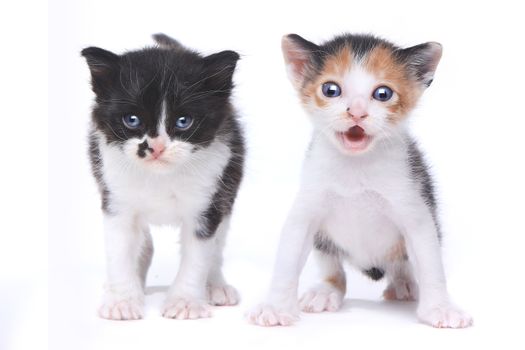 Two Adorable Baby Kittens on White Background