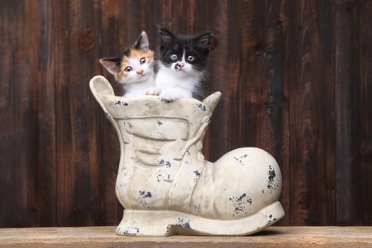 Cute Kittens in an Old Boot Shoe On Wood Background