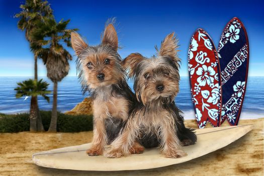 Fun Beach Themed Yorkshire Terriers Perfect for Calendars 