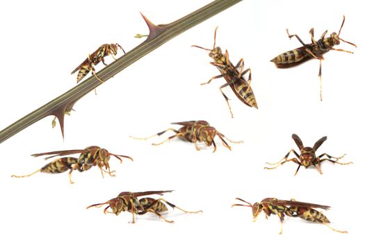 Multiple Images of a Wasp in Various Positions on White Background
