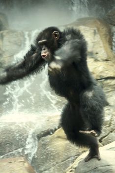 Wildly Jumping Chimp WIth Intentional Motion Blur