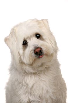 Sad White Mut Puppy Dog on White Background