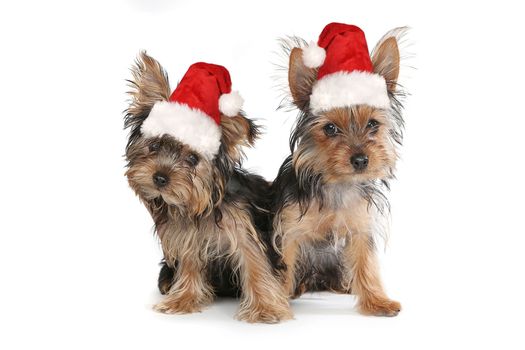 Christmas Themed Yorkshire Terriers on White Background