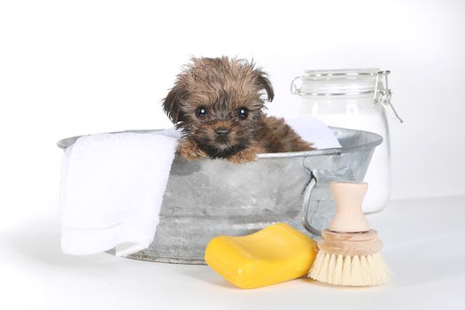 Tiny Teacup Yorkshire Terrier on White Bathing